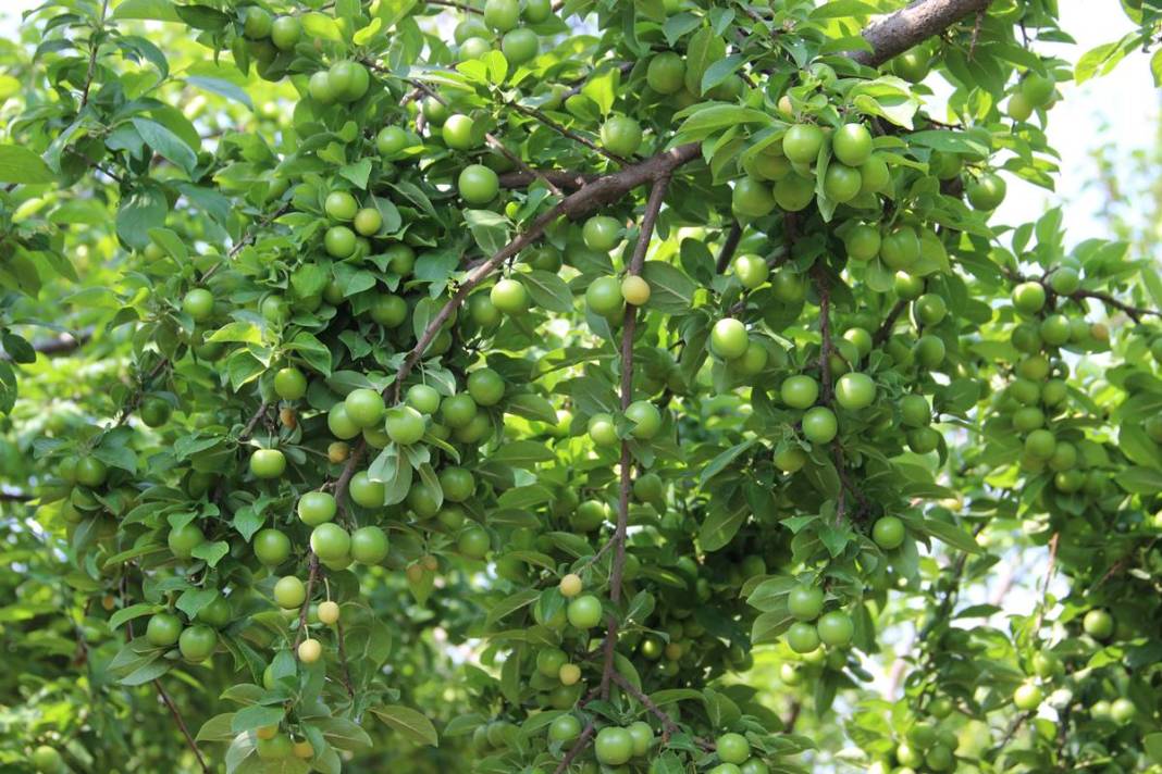 Sadece bu kentte yetişiyor: Kilosu 100 TL'den kapışılıyor! Hasat, bu yıl erken başladı 24